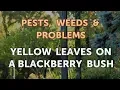 Download Lagu Yellow Leaves on a Blackberry Bush