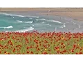 Download Lagu Skylark Bird Song and Nature Sounds - Birds Singing Over The Poppy Fields of Cornwall HD