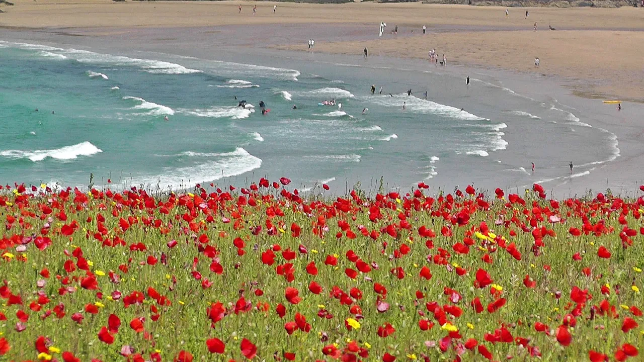 Skylark Bird Song and Nature Sounds - Birds Singing Over The Poppy Fields of Cornwall HD Skylark Bird Song and Nature Sounds - Birds Singing Over The Poppy Fields of Cornwall HD