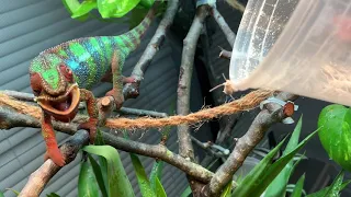 Panther Chameleon Eating Crickets