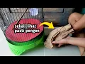Lagu PENANTIAN 3 BULAN BERAKHIR❗UNBOXING BURUNG PALING UNIK DARI SEMUA KOLEKSI SAYA