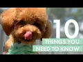 TOY POODLE PUPPY 10 Things you need to know before getting one