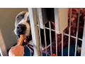 Fresno County to spend 3 million for new animal shelter