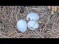 Duke Farms Bald Eagle Cam on 26 1 cracked egg is removed from the cup area