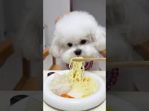 My Puppy is Eating Shrimp & Fish Cake Noodles Today! ππΆ #DogEating #CuteDog #PuppyMeal #DogFood