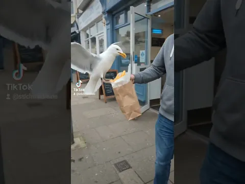 Seagull steals fries outside a fish & chips shop