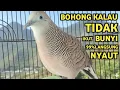 Lagu Perkutut Lokal Gacor Suara Super Kristal - Pancingan Malas Bunyi  (99%AMPUH BANGET)