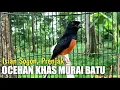 Download Lagu Ocehan Murai Batu Di Pagi Hari Isian Sogon Dan Prenjak Betina - White rumped shama