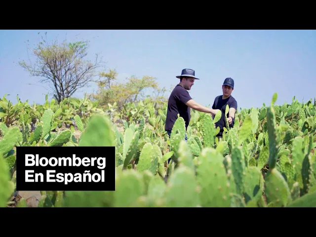 Download MP3 Cuero hecho a base de cactus: la nueva alternativa sostenible | Bloomberg en Español