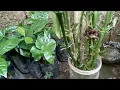 Download Lagu HARGA KOPI 12 OKT 2025,ROBUSTA ADALAN.