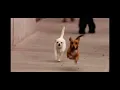 Beverly Hills Chihuahua 2 running to the bread factory ￼