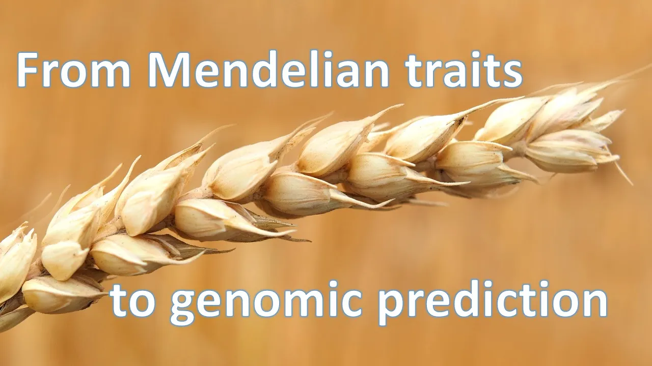 Linking Mendelian and quantitative genetics in plant breeding