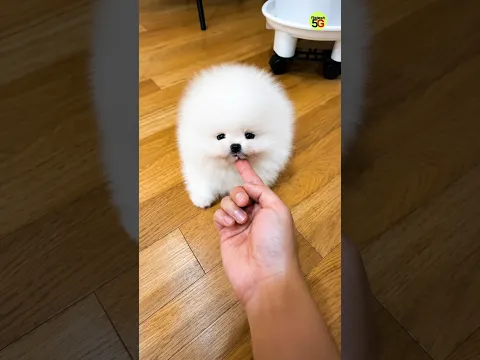 Cute Puppy | Mini Pomeranian Dog | Dog Lover #shorts #trending #pets #pomeranian #puppy