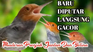 Download Masteran Prenjak Jantan Dan Betina Gacor Jos gandos..!! MP3