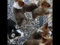 Pembroke welsh corgi puppies available for sale
