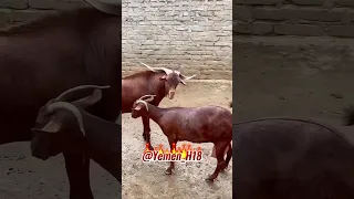 التيس الادهم Goat Animals Shorts 