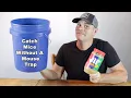 How to catch mice without a mouse trap A simple trick that works Mousetrap Monday