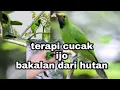 Download Lagu TERAPI CUCAK IJO BAKALAN DARI HUTAN CEPAT GACOR