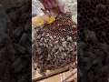 Download Lagu Can You Find the Queen Bee?