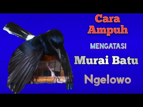 CARA AMPUH MENGATASI BURUNG Murai Batu NGELOWOBATMAN