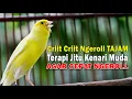 Download Lagu “Pancingan Ampuh: Kenari Gacor Panjang dan Tajam!”