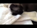 Smart Siamese Cat knows a lot of words