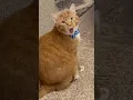 #fyp #catsoftiktok #tiktokcats #funnycat #talkingcat #gingercat