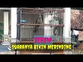 Download Lagu Kedasih uncuing
