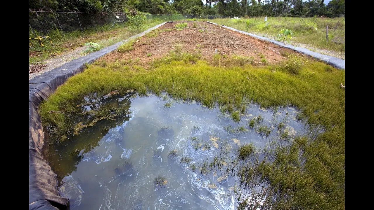 Bioremediation: Restoring Contaminated Ecosystems, Naturally