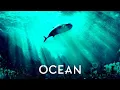 Lagu Amadea Music Productions - Ocean (2021) | Full Album Interactive