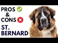 Saint Bernard Dog Breed Pros and Cons St Bernard Dog Advantages and Disadvantages