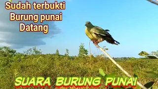 Download SUARA PIKAT BURUNG PUNAI SAYA YANG SERING BUNYI SAAT MULUT BURUNG PUNAI MP3