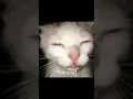 Squint your eyes to see the picture cat meme