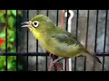 Download Lagu Kicau Burung Pleci Dakun | Kecial Kuning