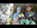 Lagu Mangga manalagi panen di dekat rumah makan bersama biyung dan kang Angger pradesa