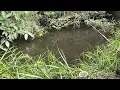 Download Lagu MERINTIS SUNGAI TENGAH HUTAN KALIMANTAN YANG ISINYA IKAN SEBESAR SENDAL- SENDAL BIKIN IRI PEMANCING 