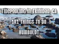 Tidepooling in Trinidad CA with 101 Things To Do Humboldt