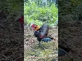 Kokok pikat ayam hutan #pikatayamhutan
