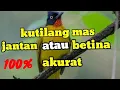 Download Lagu cara membedakan burung kutilang mas jantan dan betina‎@benthotkicau2969