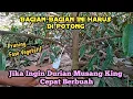 Lagu Cara Pruning Durian Musang King Agar Cepat Berbuah !! Umur Pohon 3 Tahun