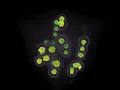Voxel reaction diffusion