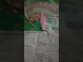 Download Lagu Segini Gaji ku Panen Sawit Di Kalimantan