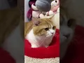 Download Lagu Kucing Lucu Ngantuk Tapi Masih Diajak Bercanda! 🐱💤😂 #cat #cute #catlovers