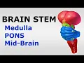 Chp BRAINSTEM Snell s NeuroAnatomy Medulla PONS Midbrain Dr Asif Lectures