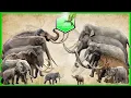 Elephants and Mammoths Size Comparison LIVING EXTINCT