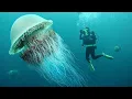 Download Lagu 15 Incredible Jellyfish Species