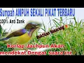 Download Lagu AMPUH❤️‍🔥!!Suara Pikat Burung Kolibri Kelapa/Kolibri Manggar  Anti Zonk Anti Gagal @ObonKuy7