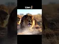 Download Lagu Predators roar ☠️ |Cheetah |Puma |Leopard |Lion |Tiger #lion #edit