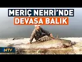 Download Lagu Meriç Nehri'nde Yakalanan 2,5 Metre Büyüklüğündeki Balığı Görenler Gözlerine İnanamadı! | NTV
