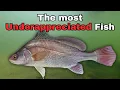 The MOST Controversial Fish ep 7 - Freshwater Drum